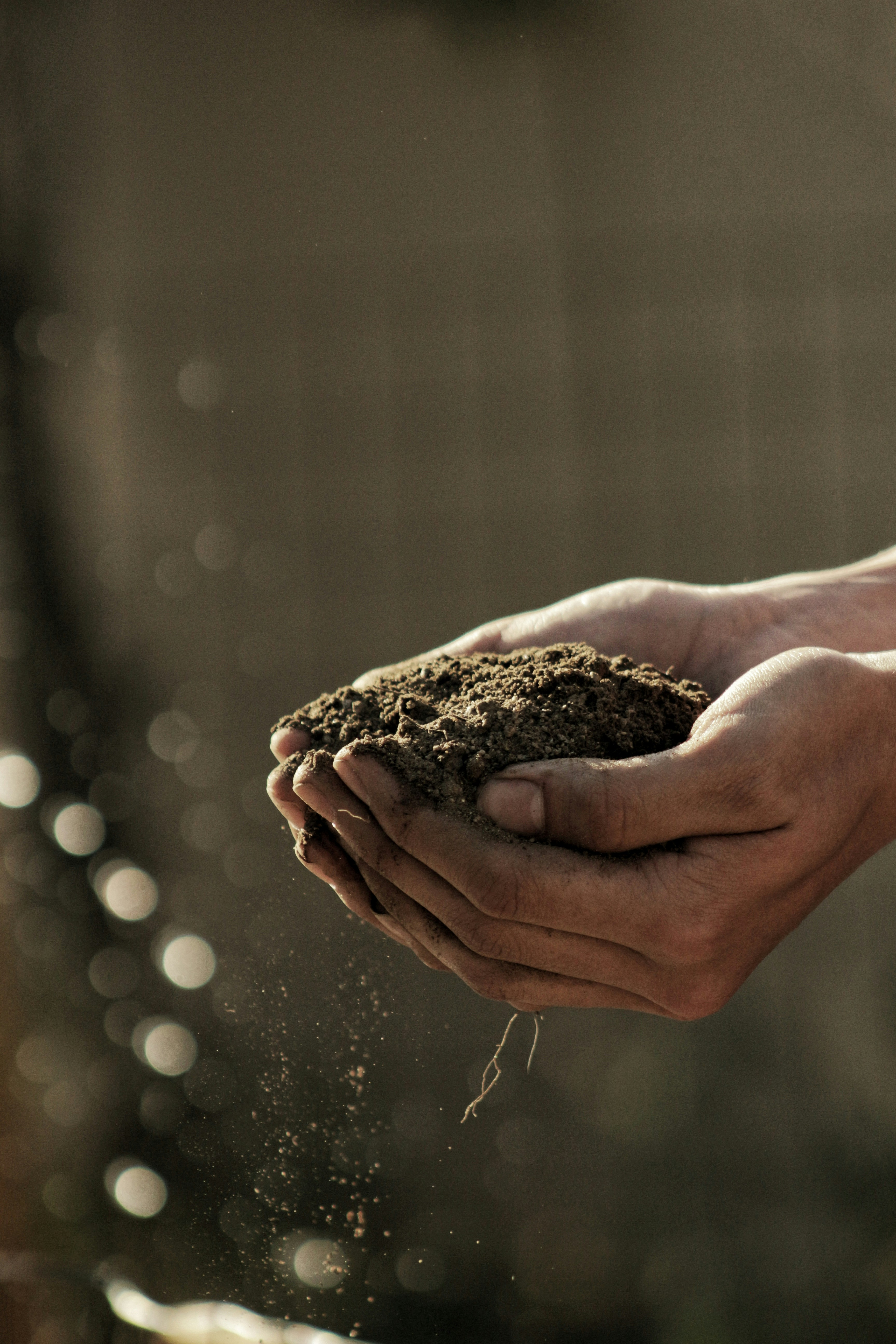 a person holding soil in their hands