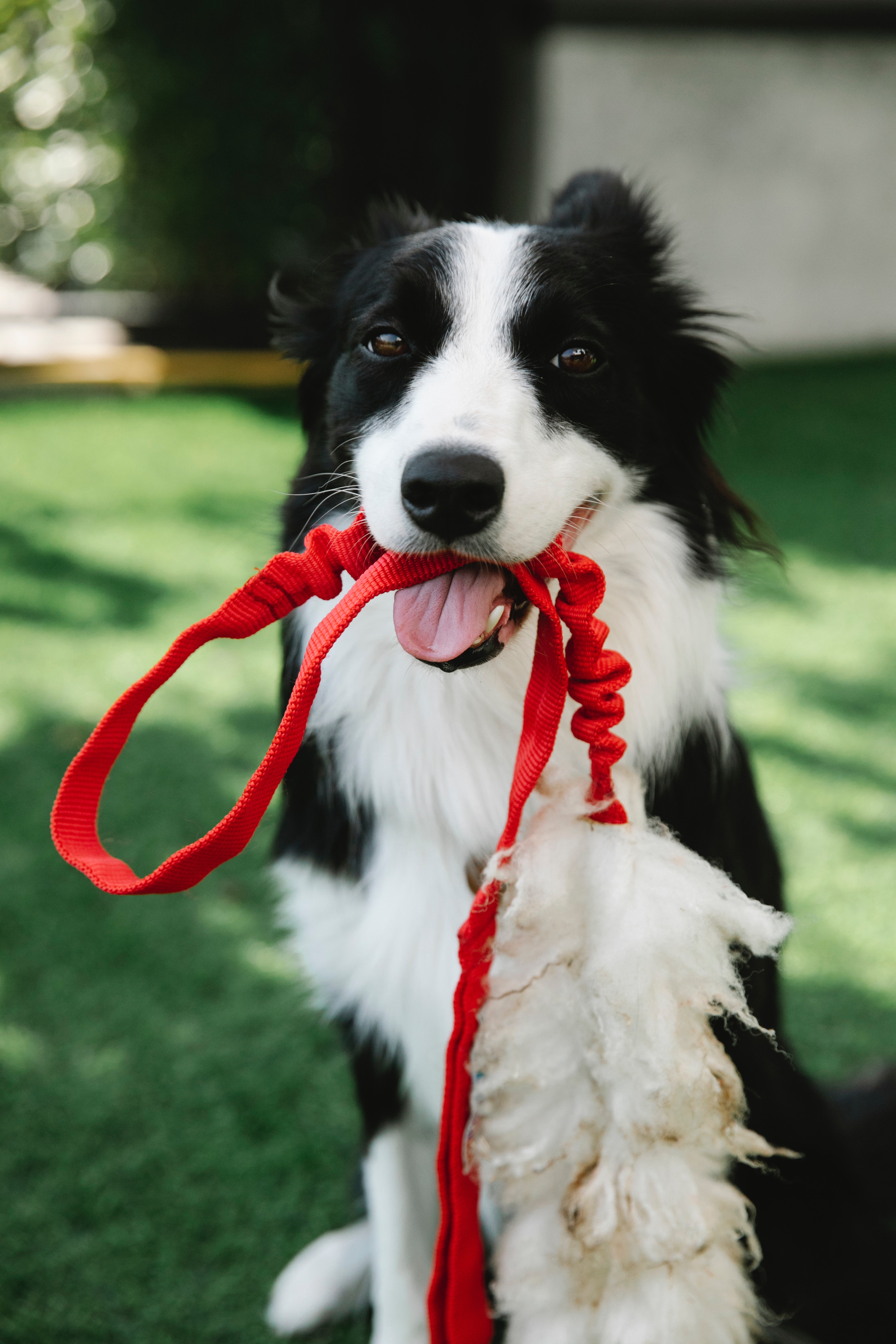 a border collie looking at the camera with a red leash in their mouth